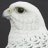 Gyrfalcon