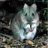 potoroo