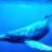Whale